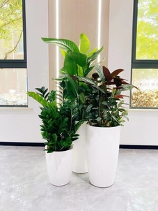 宁波余姚绿植出租设计，为您定制专属绿境